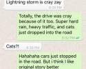 funny auto-correct texts - Raining Cats